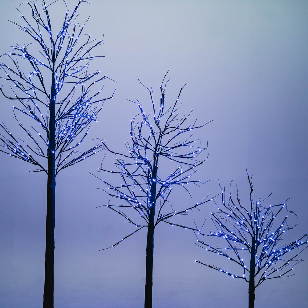 Black Birch Tree