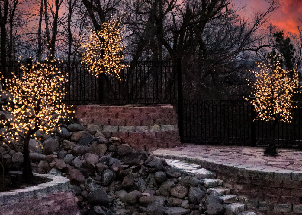 Cherry Trees with LED Lights
