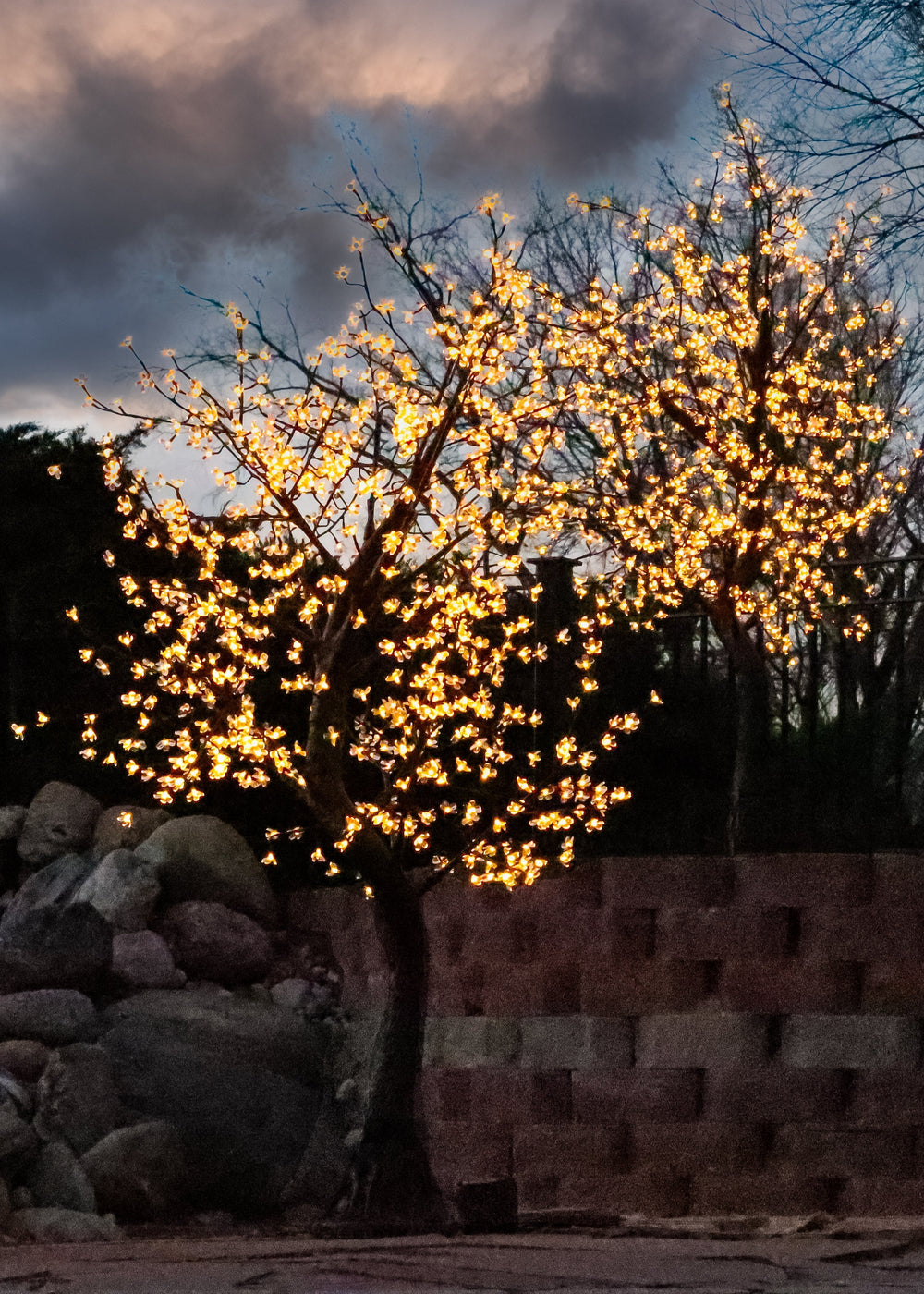 Cherry Trees with LED Lights